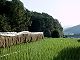 9809_00.jpg